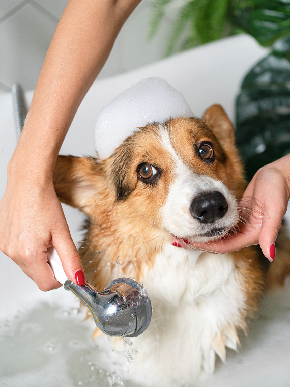 skills_pet care 3 1